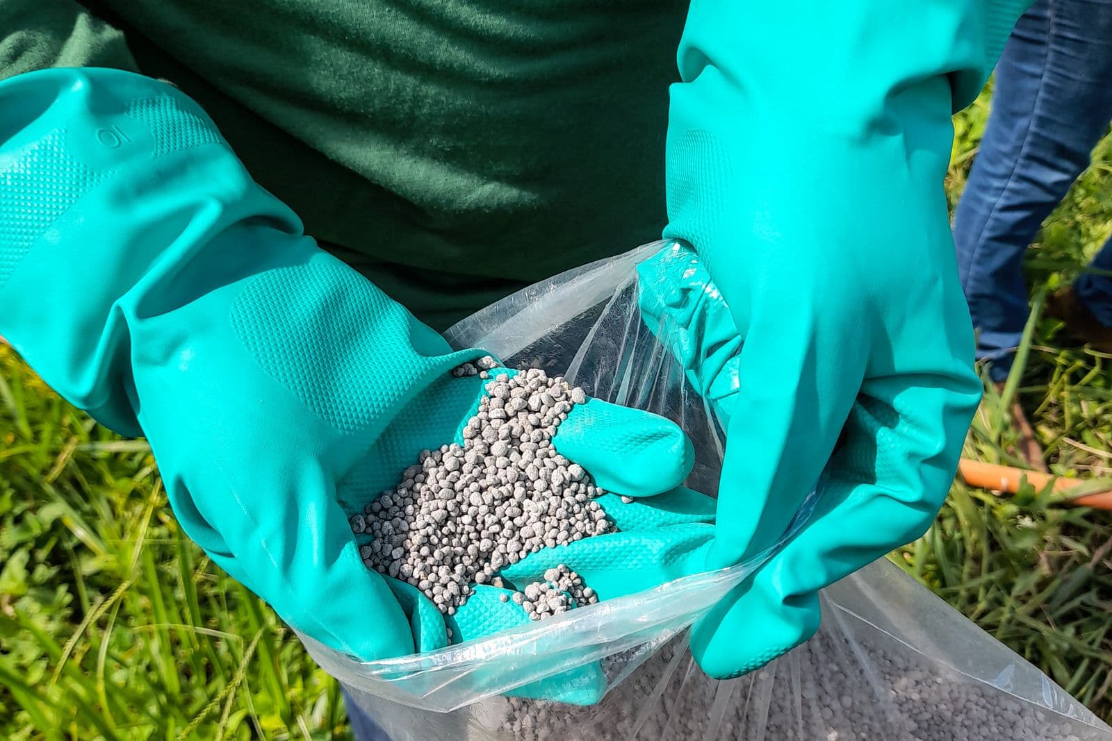 Gloved hands scooping fertiliser granules from a bag beside a lawn