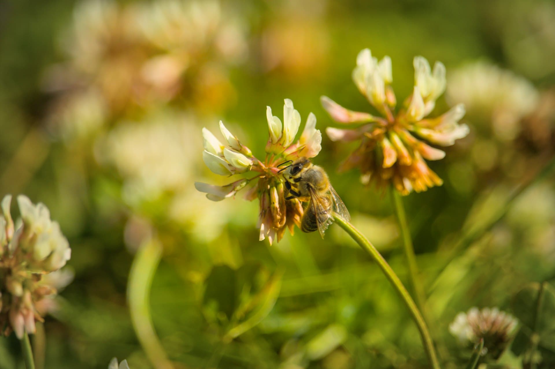 Honeybee feeding on a white clover flower in a lawn
