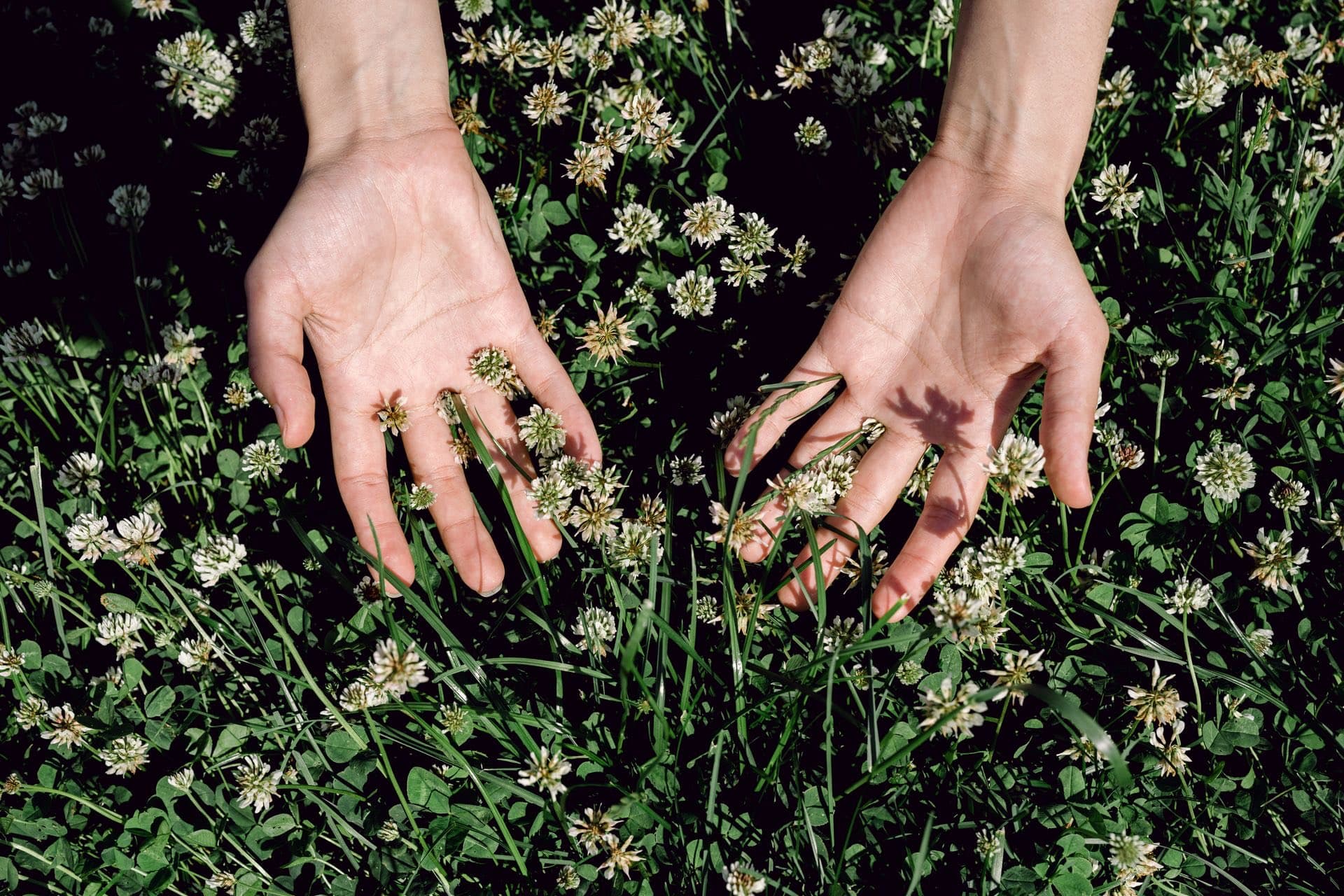 Hands parting the grass to inspect a clover-flecked lawn