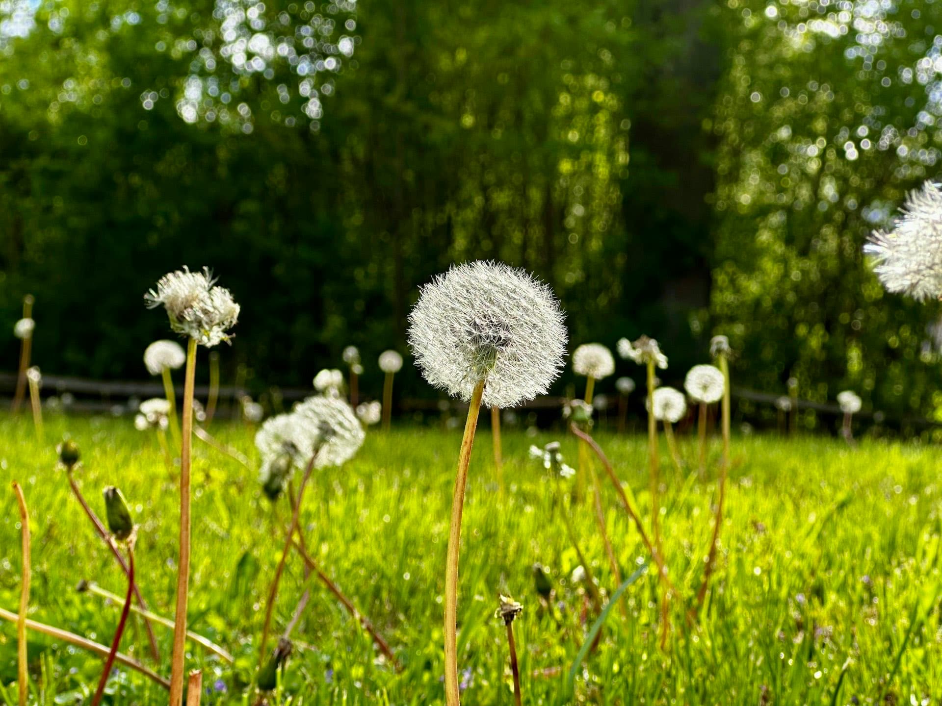 Dandelion seed heads scattered across a garden lawn