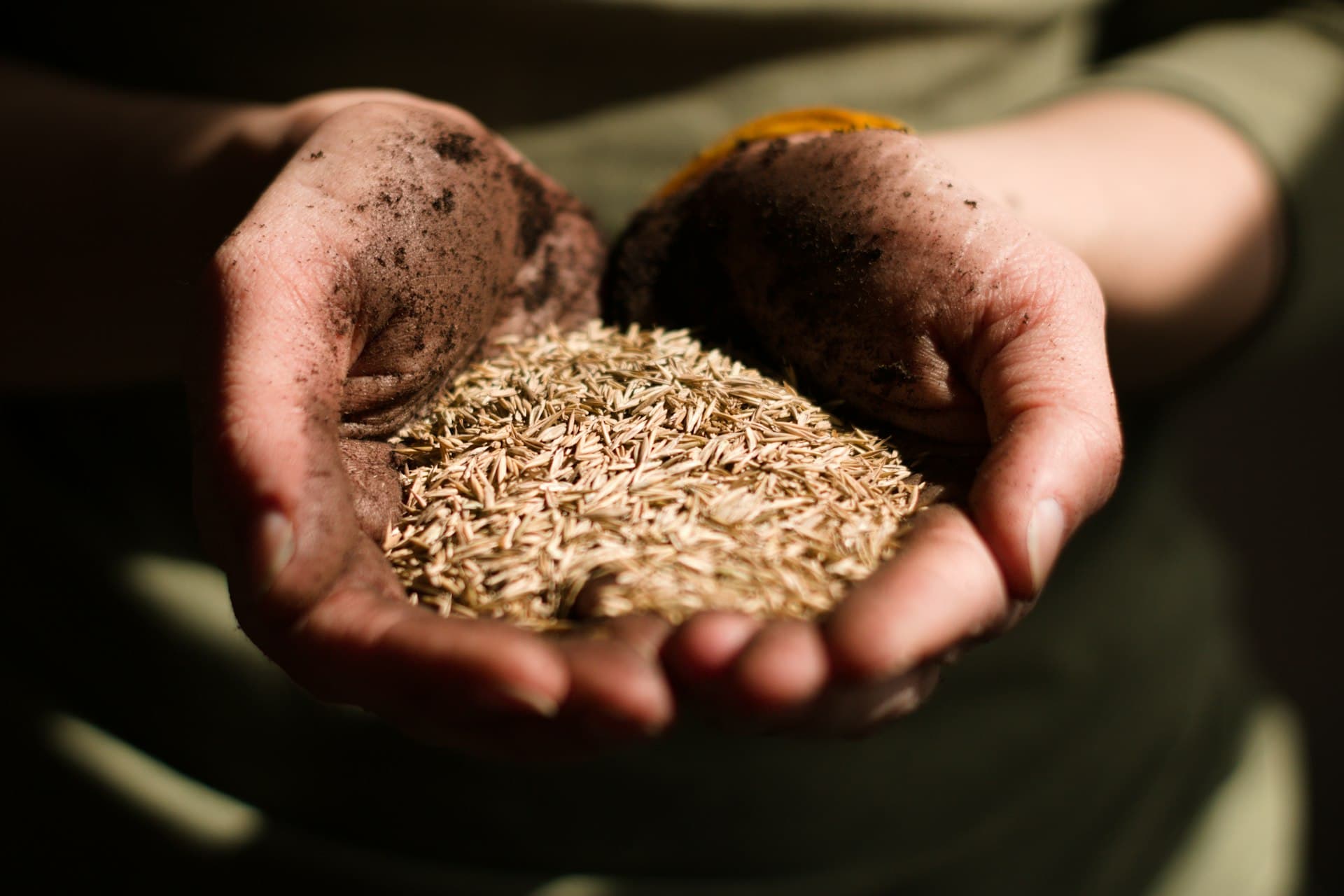 Soil-covered hands cupping a handful of grass seed