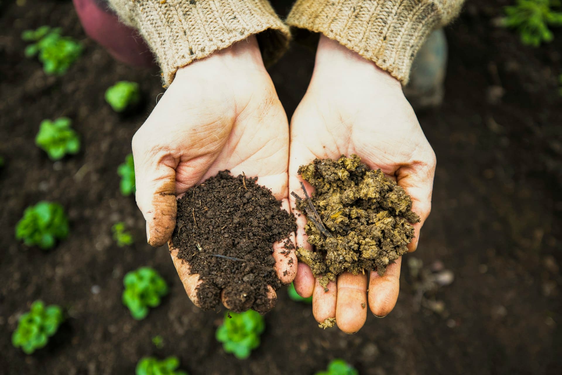 Hands comparing dark compost and fibrous organic matter over a garden bed