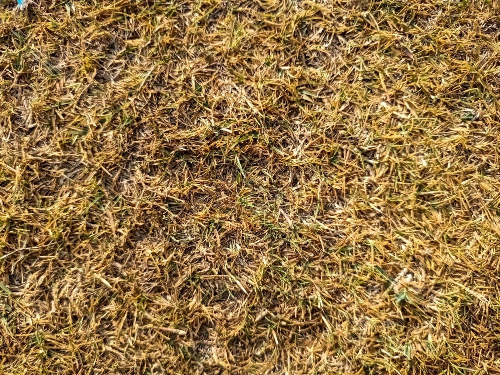 Close-up of a lawn choked with a thick layer of brown thatch