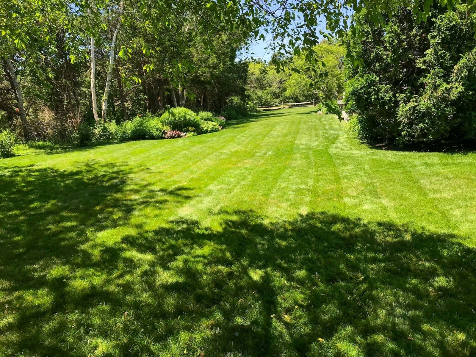 Large, healthy green lawn in bright summer sunshine