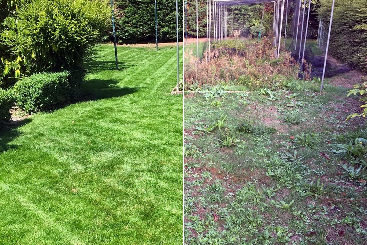 The same Essex lawn split down the middle: thick green grass on the left after renovation, weeds and bare soil on the right before the work