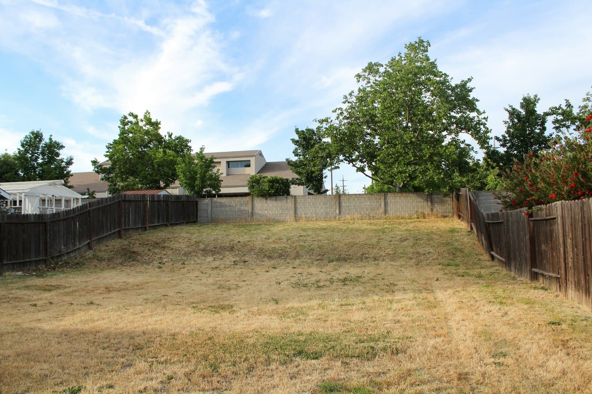 Parched, straw-coloured back garden lawn in a heatwave