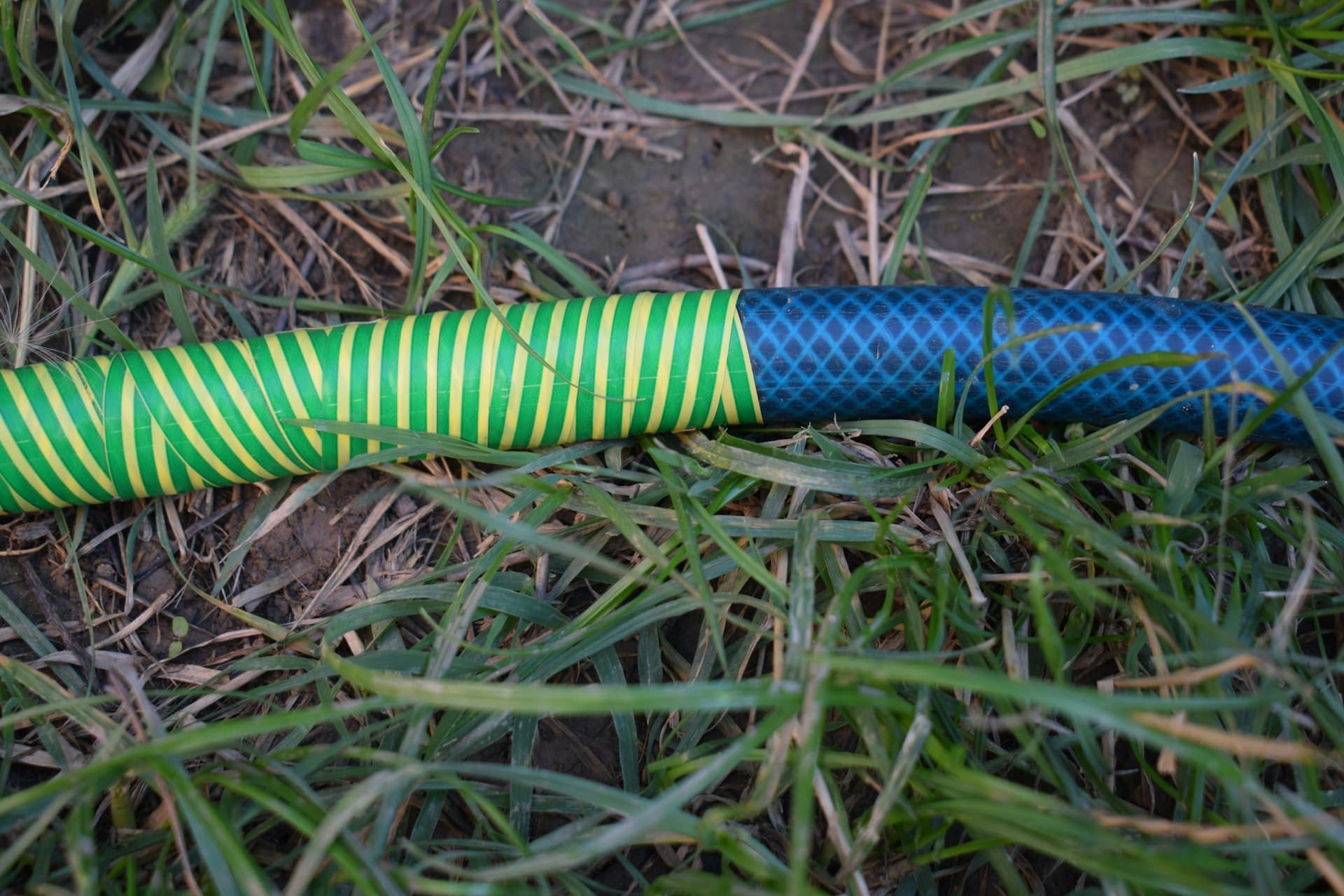 Garden hosepipe lying across dry, patchy grass