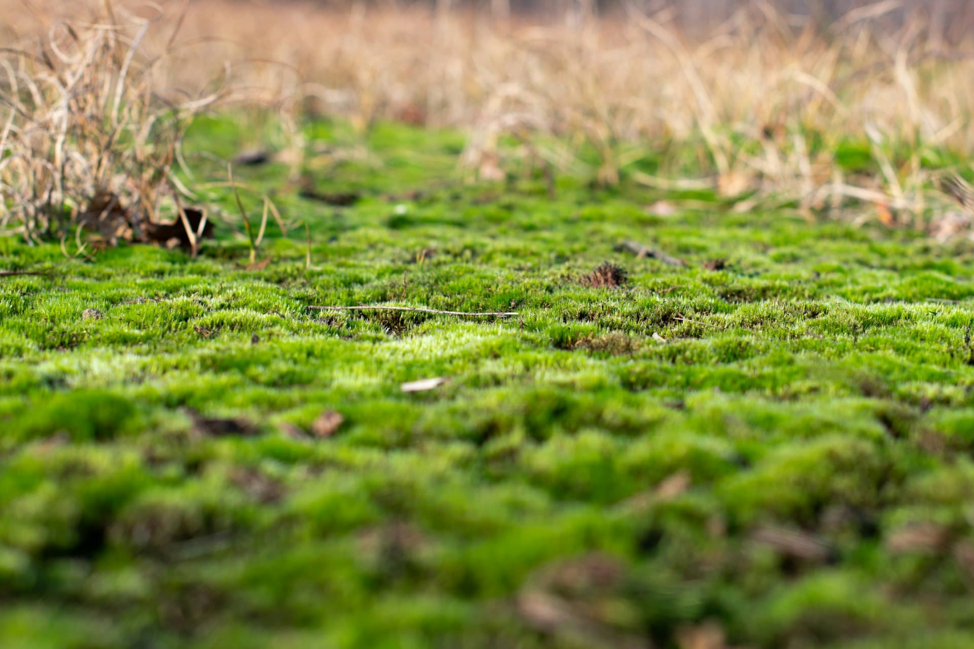 Carpet of green moss spreading through thinning grass