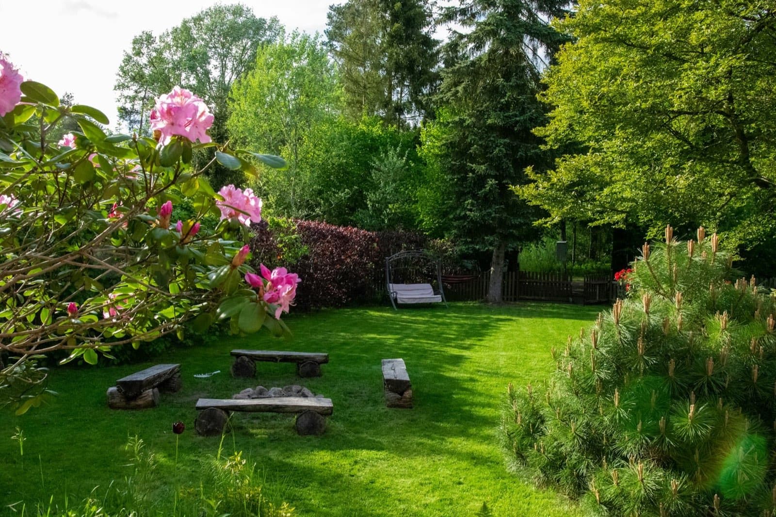 Lush green garden lawn in spring with rhododendrons in bloom