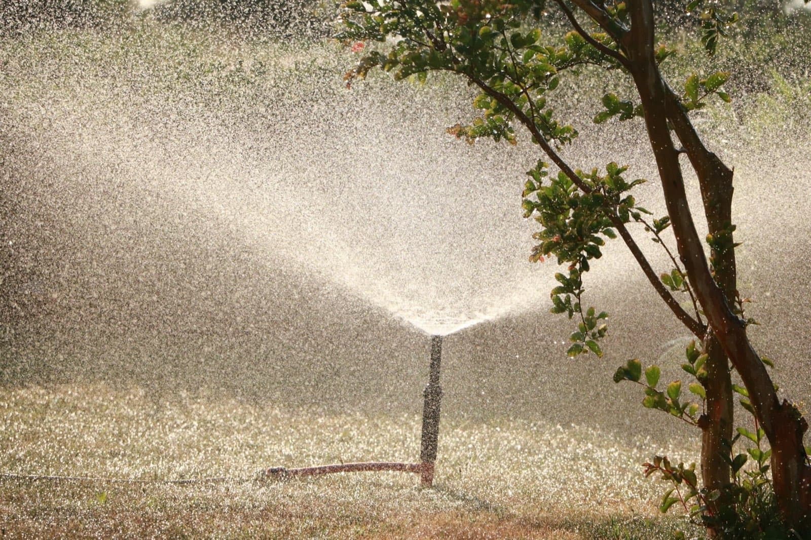 Garden sprinkler spraying a fine mist of water over a lawn beside a young tree