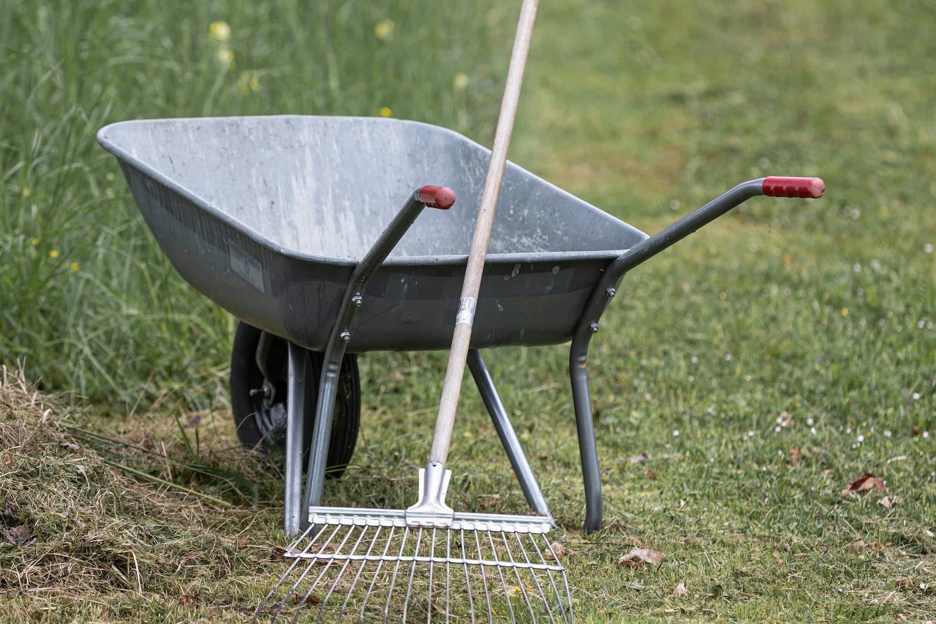 Spring-tine rake and wheelbarrow on a lawn with raked-out thatch