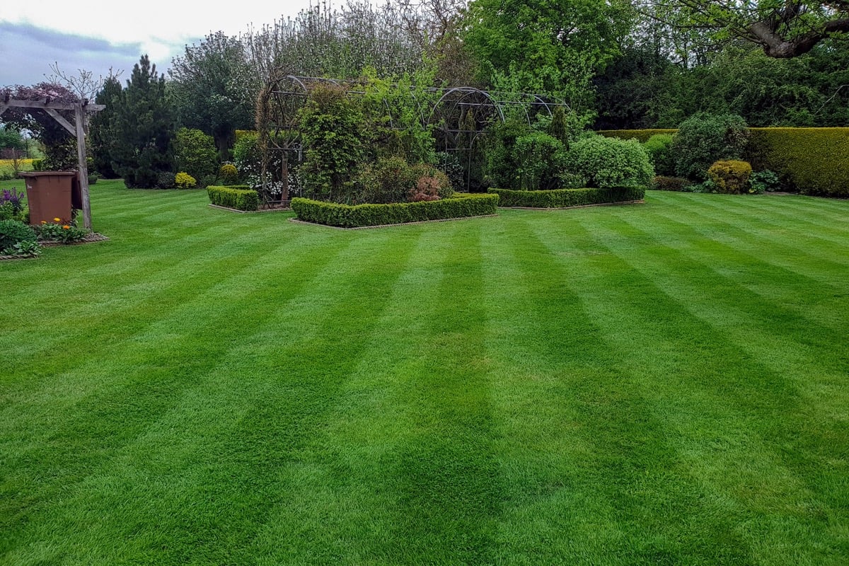 Striped lawn in a mature garden with box hedging and a wooden arbour