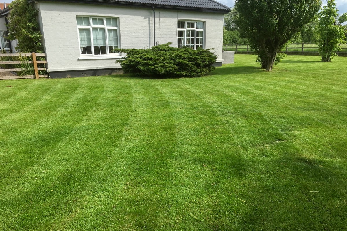 Neat front lawn with straight stripes beside a bungalow and ornamental shrubs