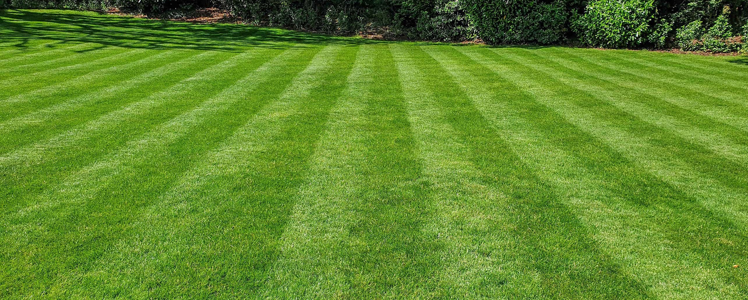 Lush green lawn maintained by Greener Lawn Care in Essex
