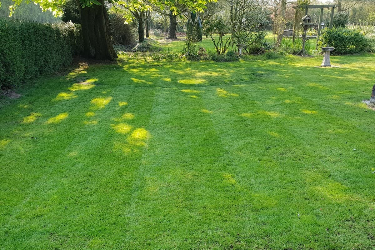 Same Chelmsford lawn transformed to deep green with mowing stripes after 5 months of care