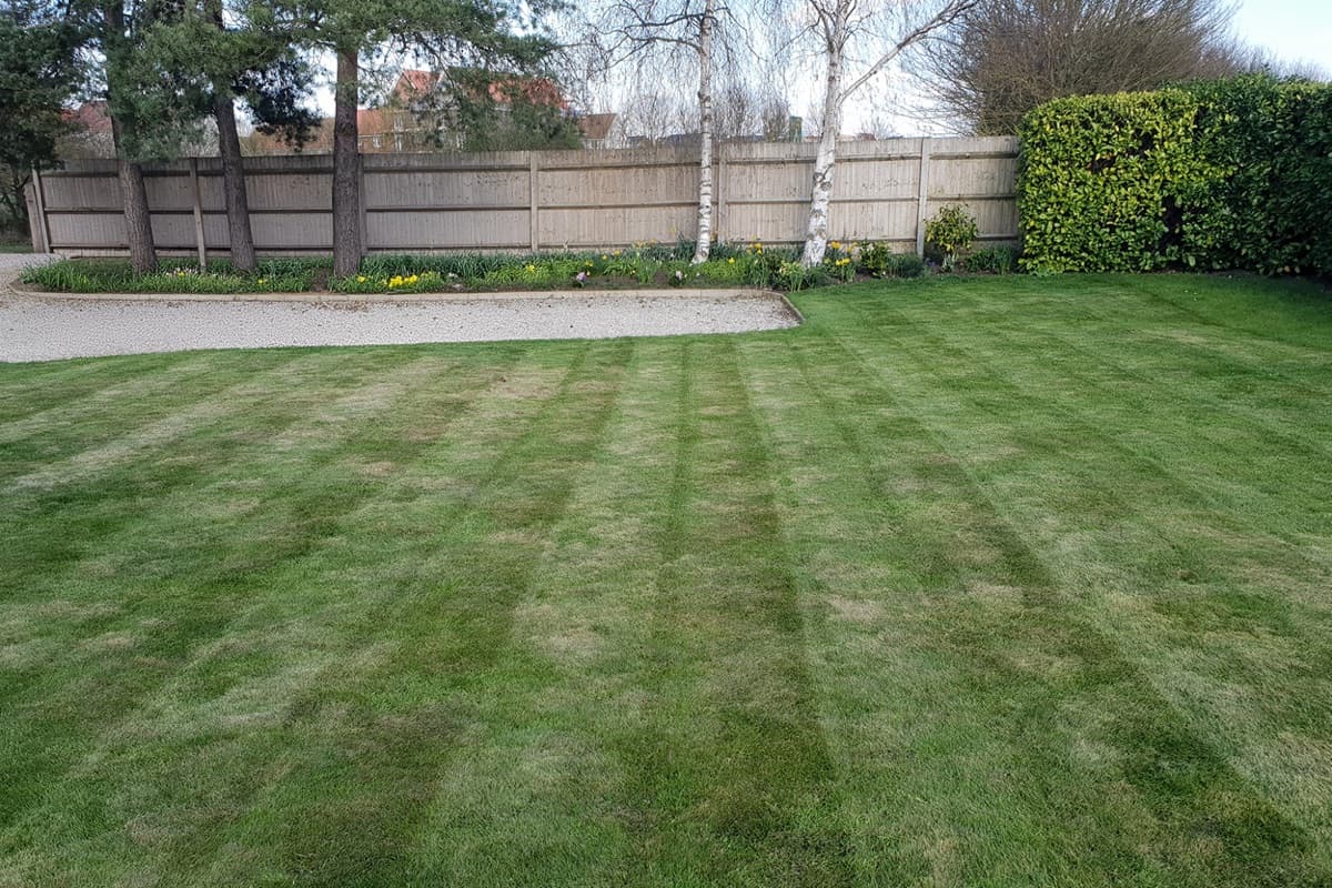 Large Chelmsford lawn with faded stripes and mossy brown patches before treatment