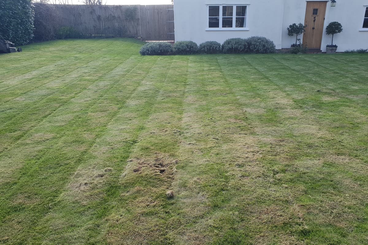 Chelmsford front lawn with thatch and moss damage showing brown patches before treatment